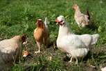 You may encounter the owner's chickens.