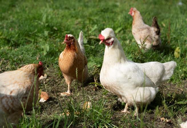 You may encounter the owner's chickens.