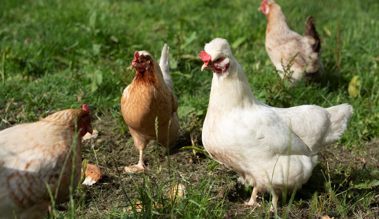 You may encounter the owner's chickens.