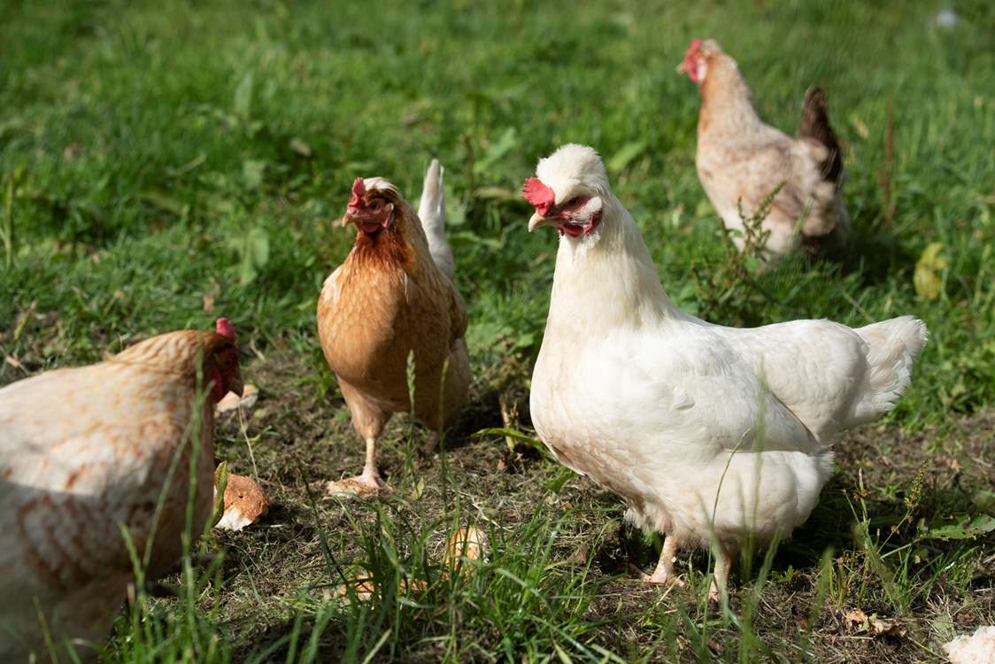 You may encounter the owner's chickens.