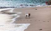Your canine companion is welcome to join you. - Thumbnail Image