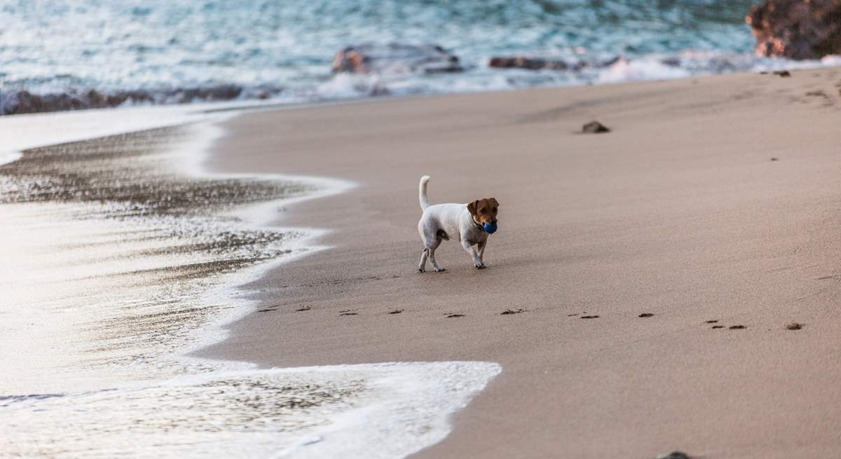 Your canine companion is welcome to join you.