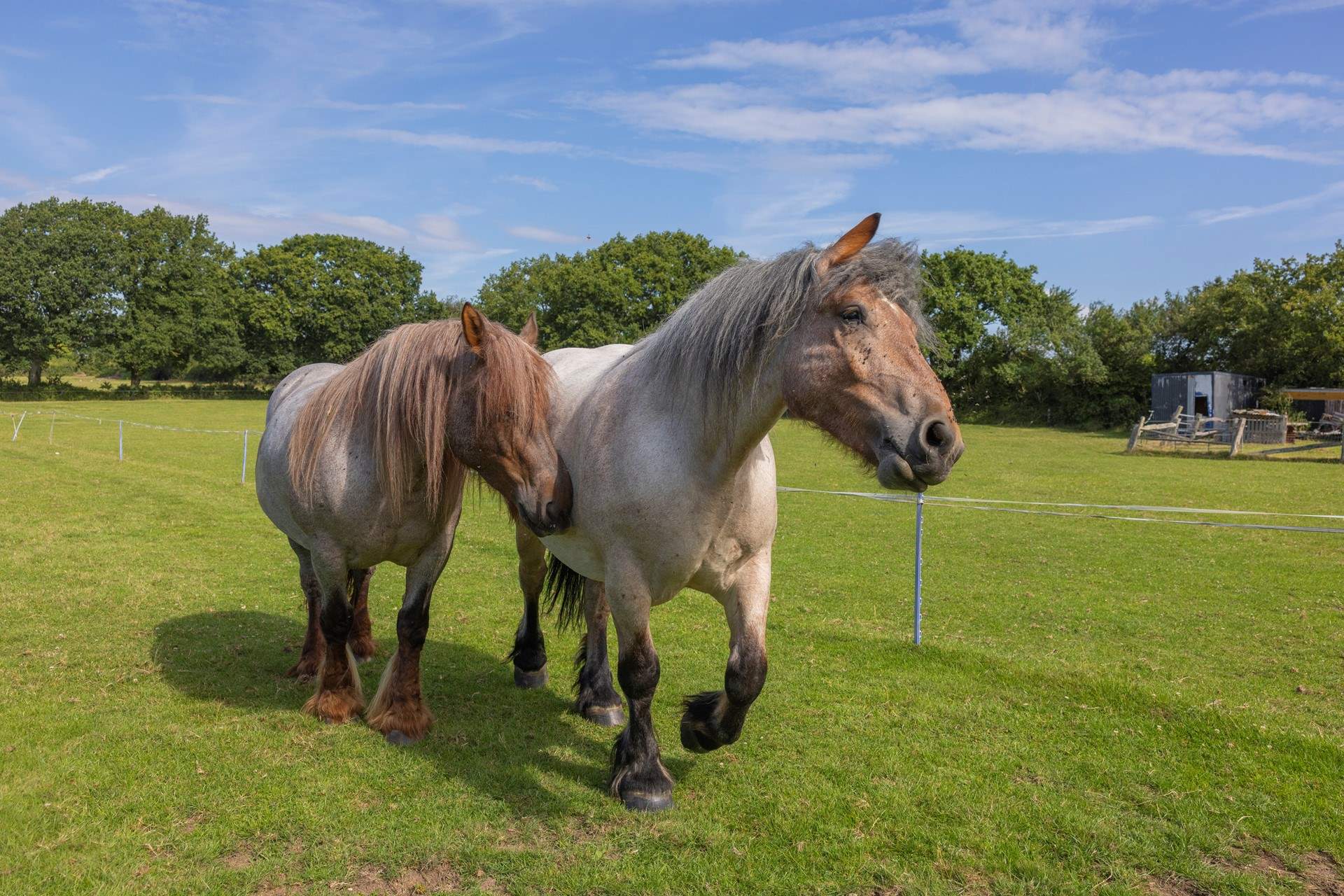 You may be lucky to see the owner working these beautiful horses in the paddocks.