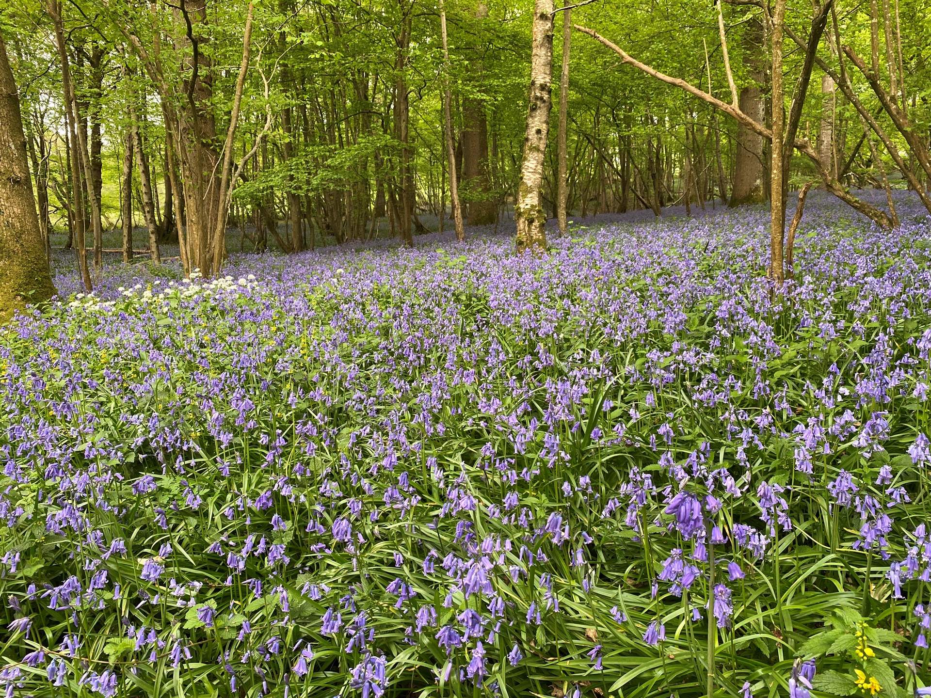 The woods around the farm are simply beautiful, especially during the bluebell season.