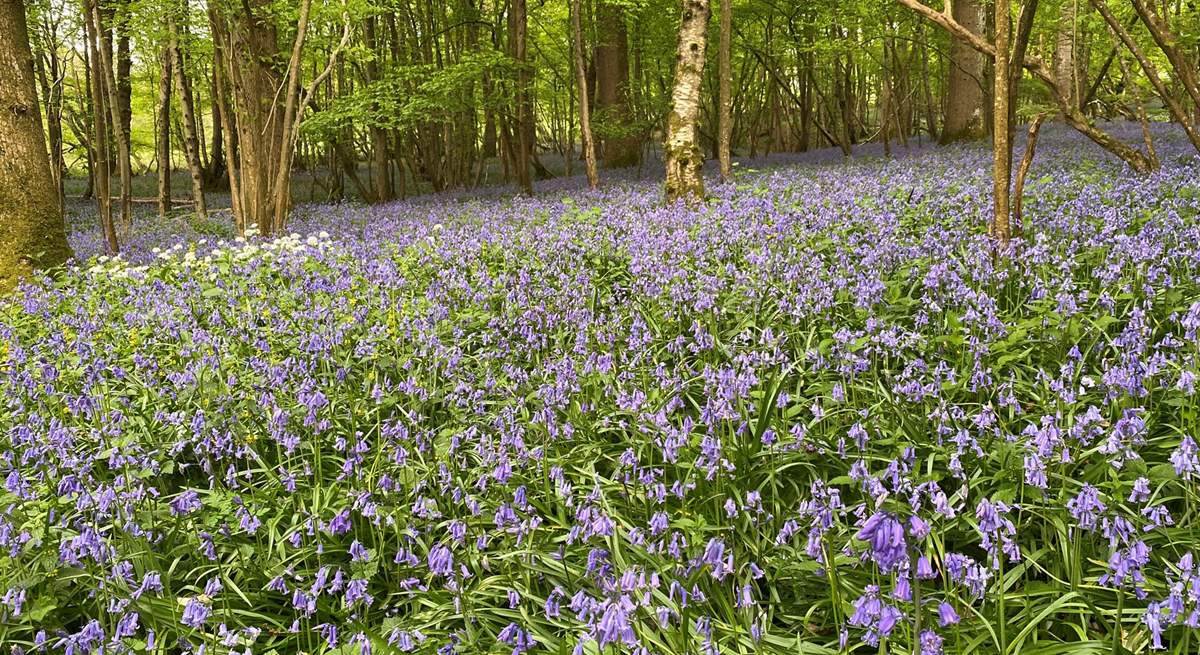 The woods around the farm are simply beautiful, especially during the bluebell season.