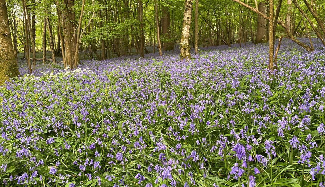 The woods around the farm are simply beautiful, especially during the bluebell season.