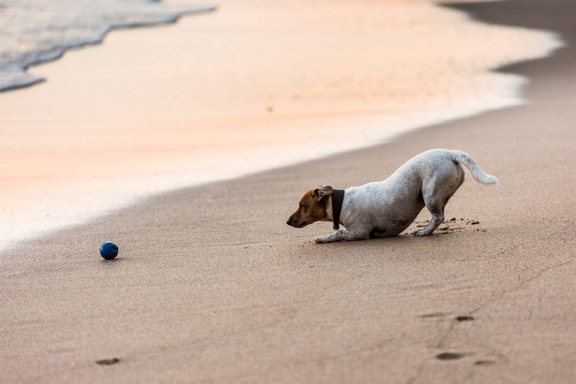Your canine companions are most welcome at the seaside home.