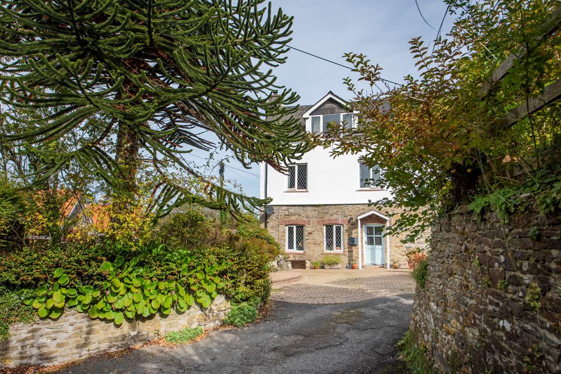 The amazing monkey puzzle tree greets you as you arrive.