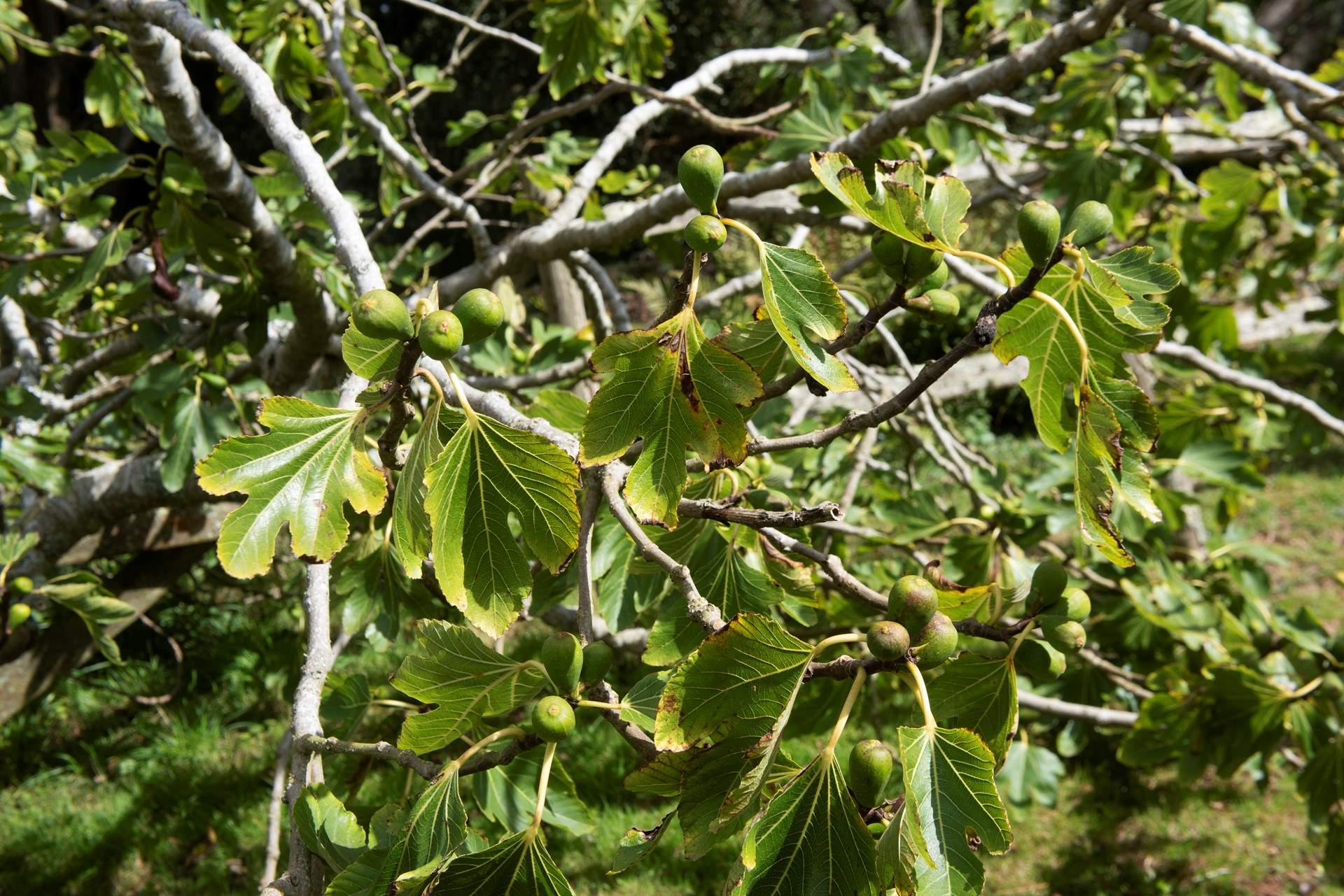 If your timing is right you can enjoy fresh figs for breakfast.
