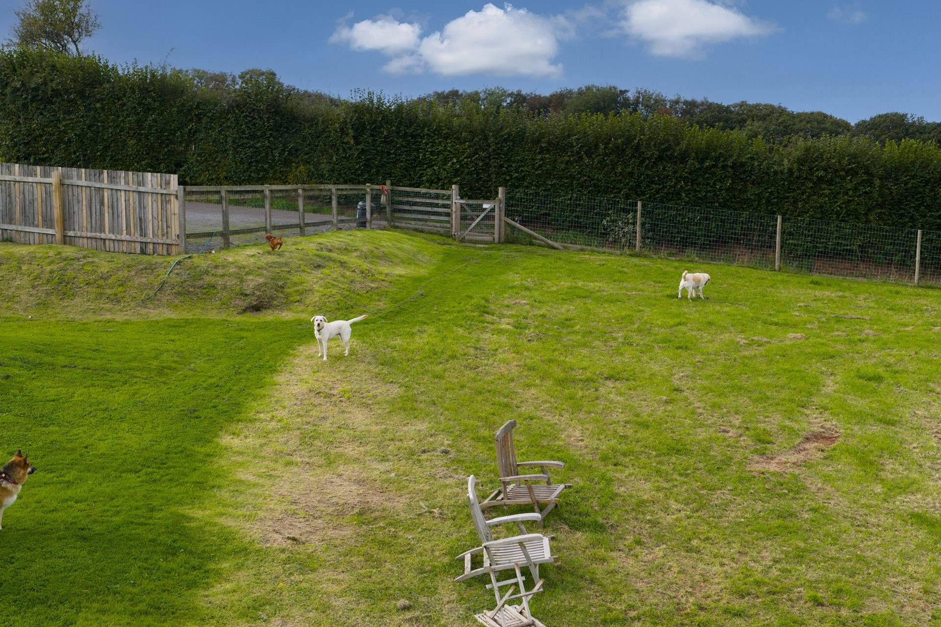 You even have a dedicated dog field.