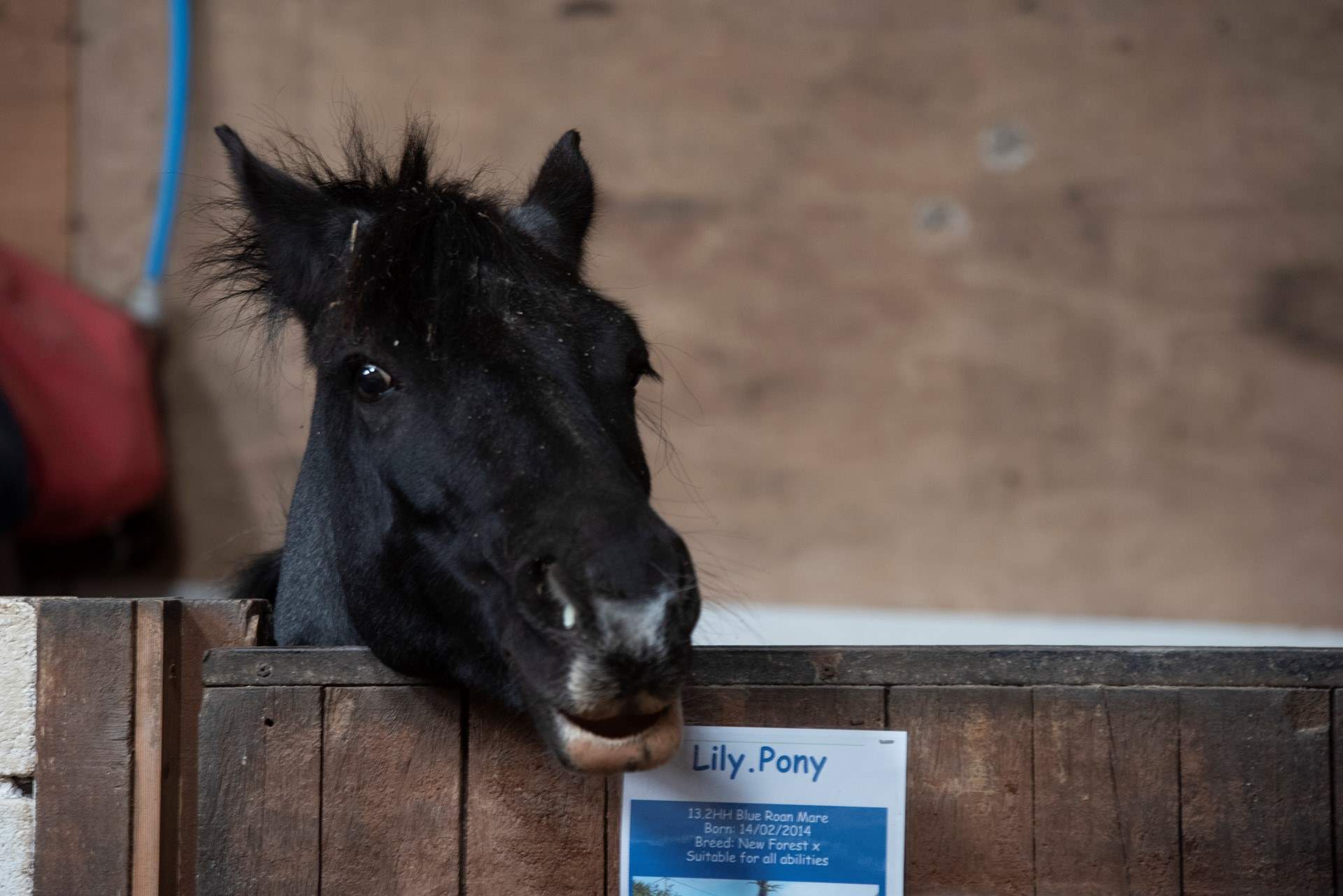 Please book your horse riding in advance, as it is so popular.