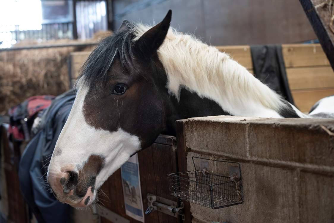 The resident ponies from the nationally recognised riding school which is on site.