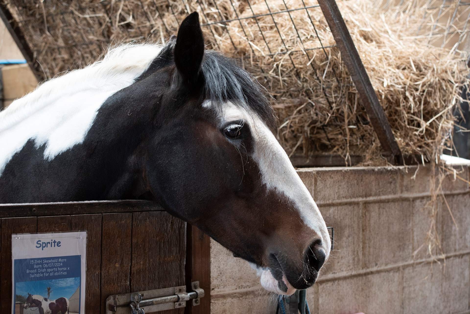 The resident ponies are super friendly. Book your riding in advance with the owners, as it is so popular!