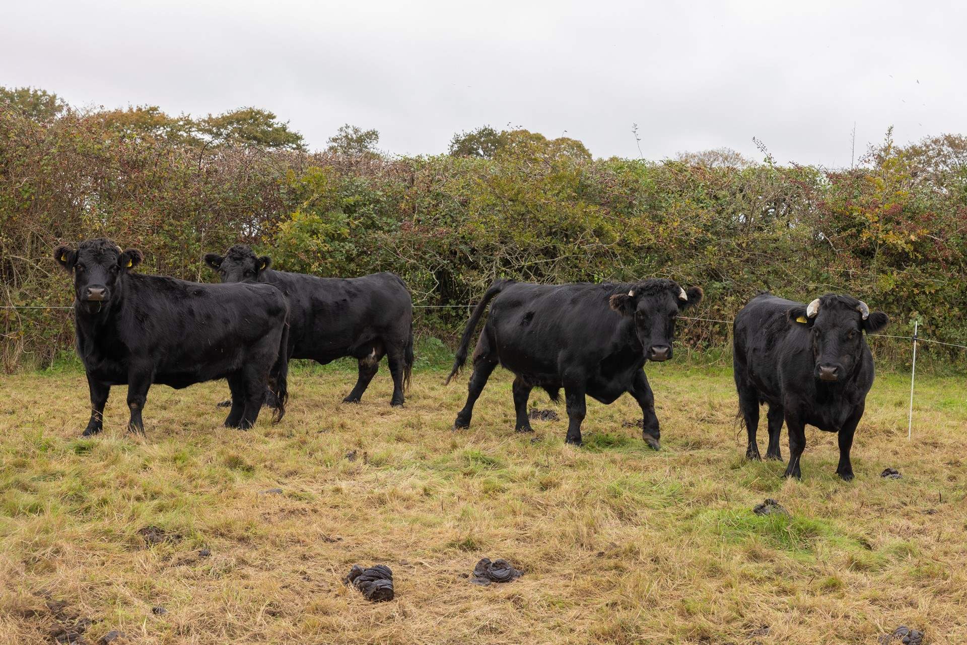 Home to some Dexter cows. Please admire from a distance and do not enter their field or touch the electric fence.