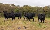 Home to some Dexter cows. Please admire from a distance and do not enter their field or touch the electric fence. - Thumbnail Image