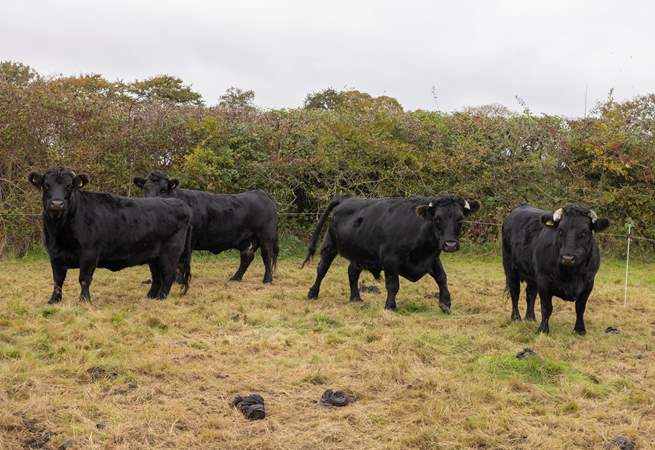 Home to some Dexter cows. Please admire from a distance and do not enter their field or touch the electric fence.