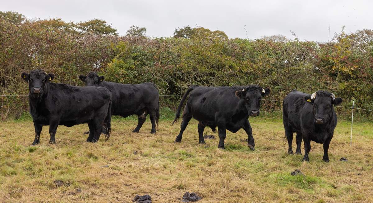 Home to some Dexter cows. Please admire from a distance and do not enter their field or touch the electric fence.