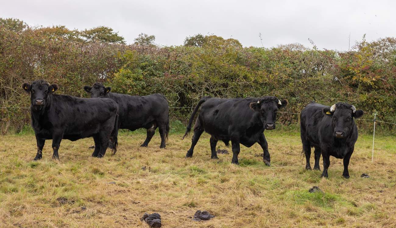 Home to some Dexter cows. Please admire from a distance and do not enter their field or touch the electric fence.