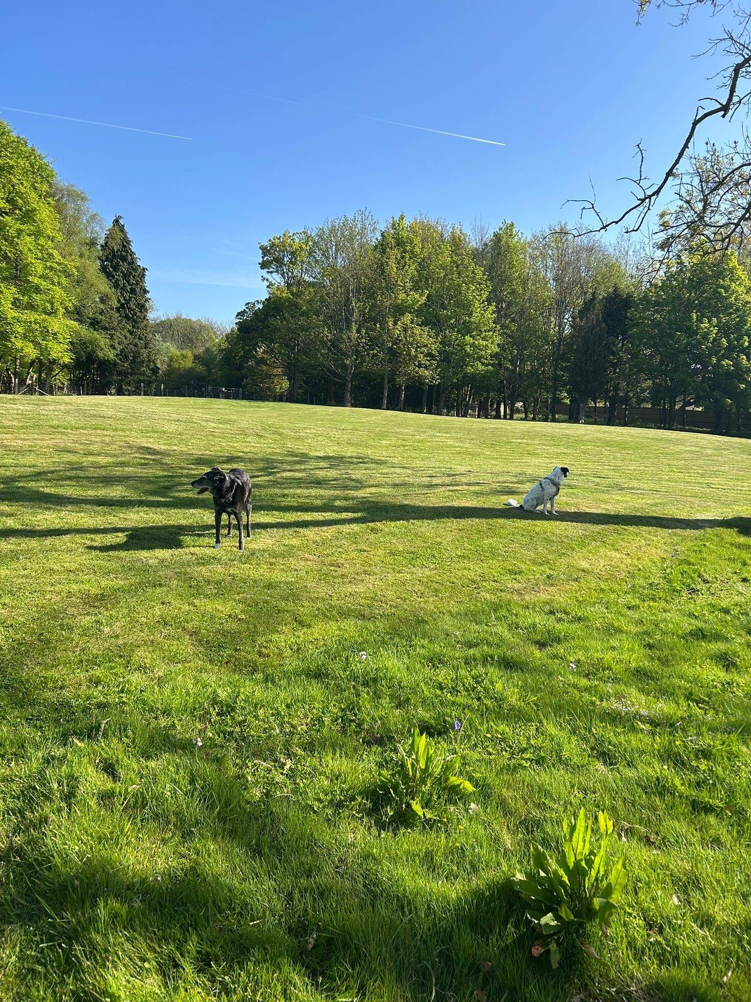 The paddock is a beautiful space to walk your dogs.