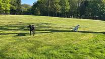 The paddock is a beautiful space to walk your dogs.