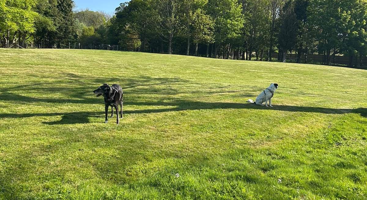 The paddock is a beautiful space to walk your dogs.