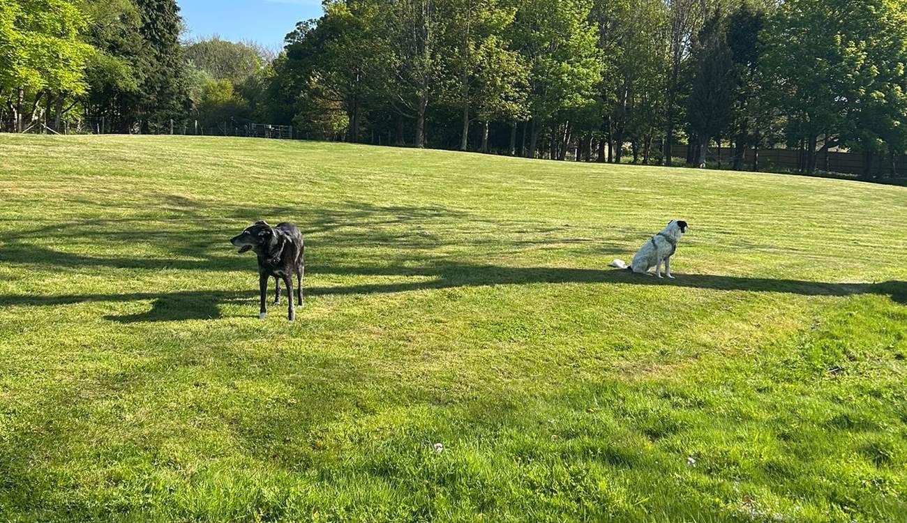 The paddock is a beautiful space to walk your dogs.