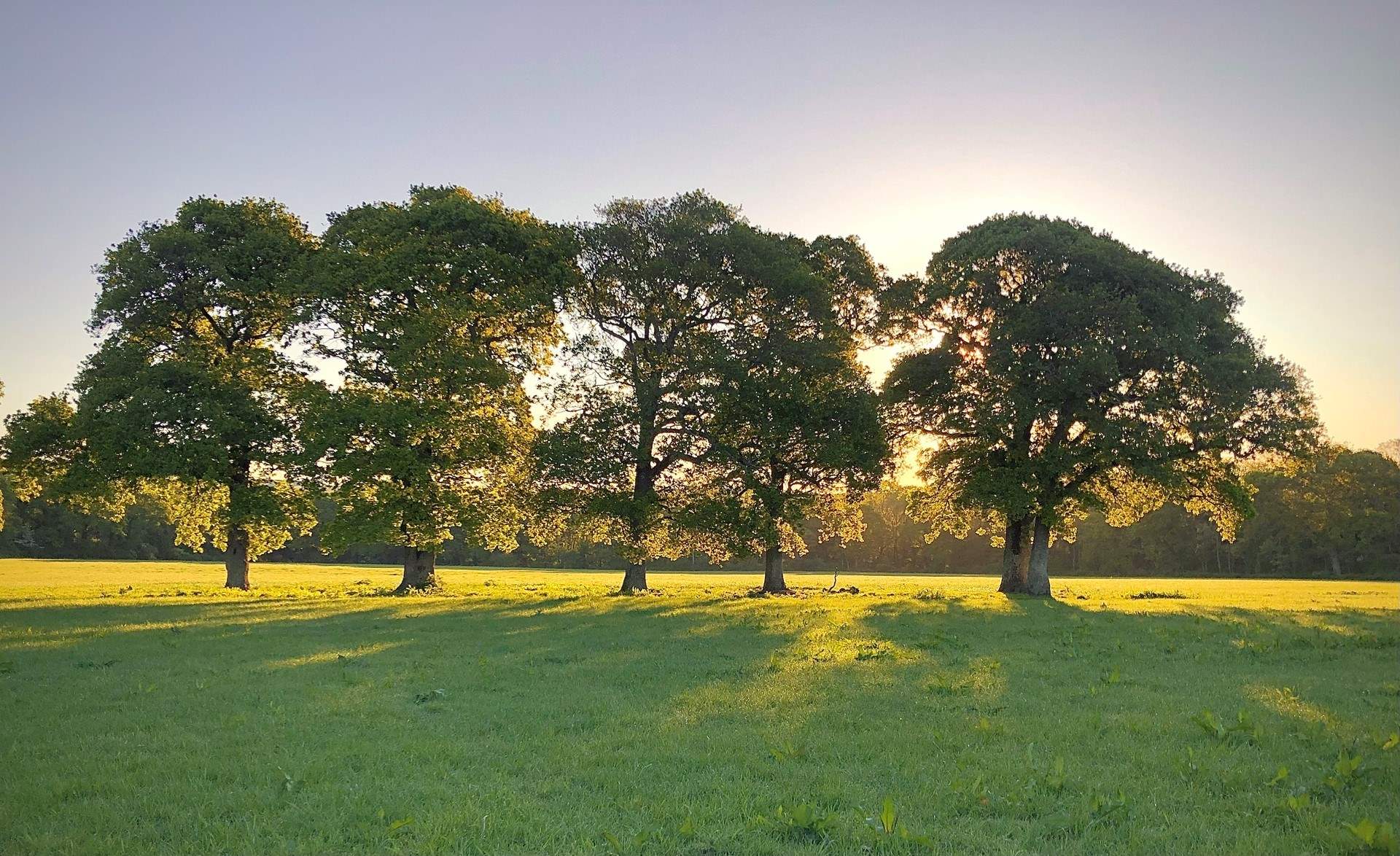 The fields and oak trees beyond the garden.