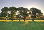 The fields and oak trees beyond the garden.