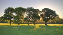 The fields and oak trees beyond the garden.