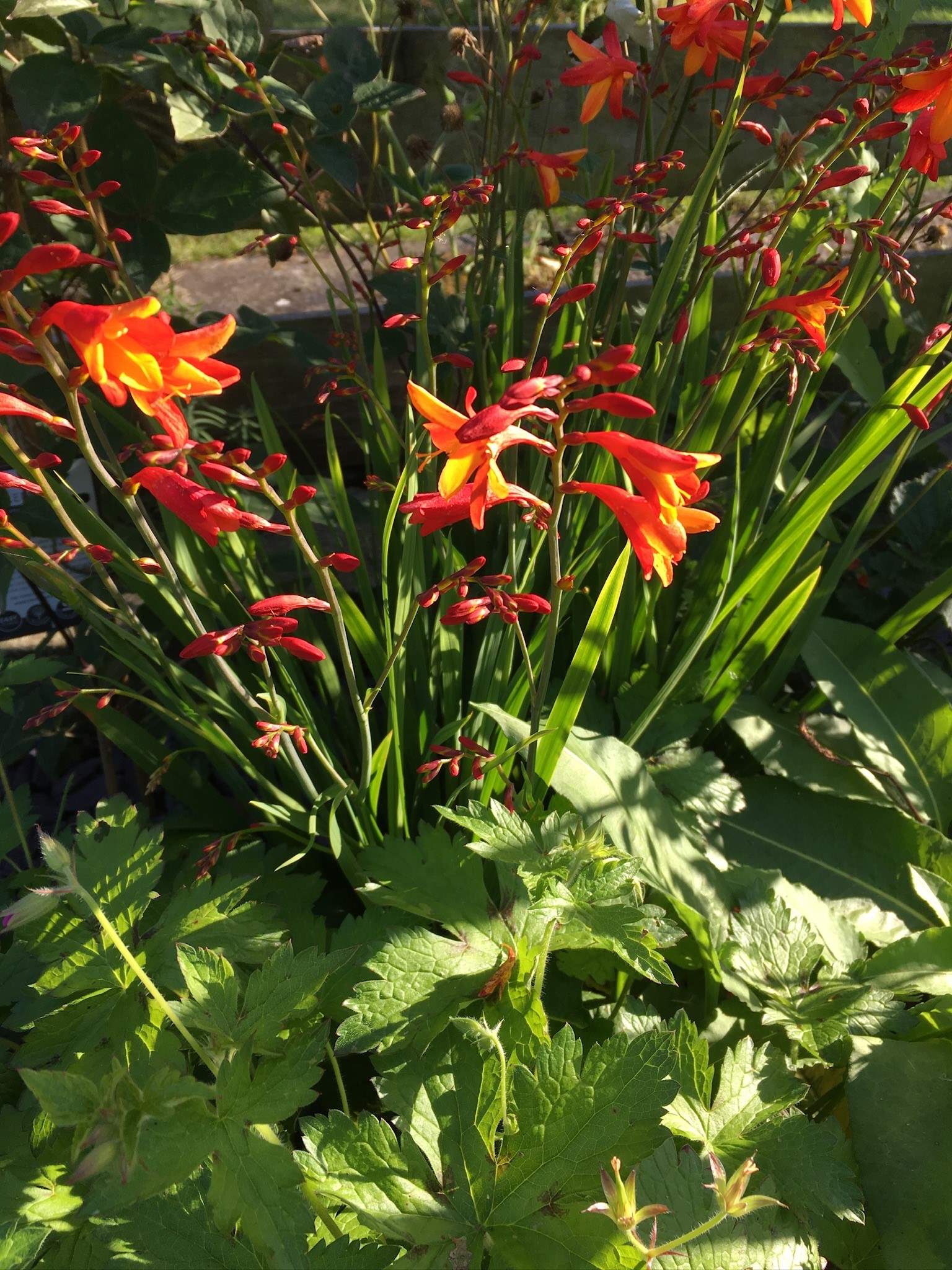 The garden puts on a show, throughout the seasons.