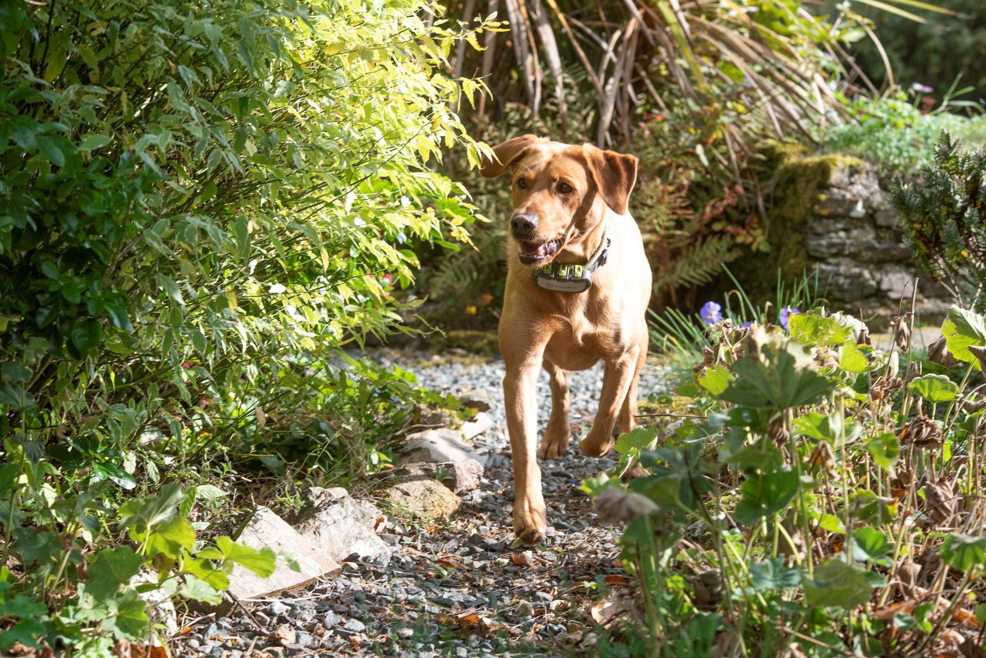 Your four-legged friends will adore their stay at Higher Trevorder Farmhouse.