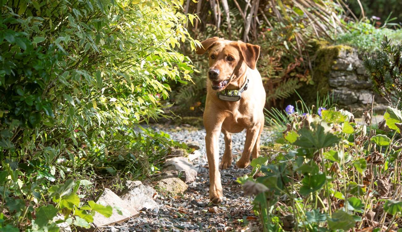 Your four-legged friends will adore their stay at Higher Trevorder Farmhouse.