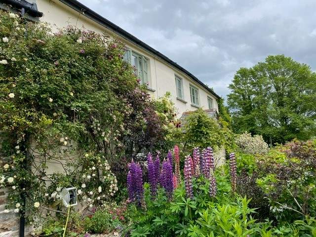 A joyful display of lupins fill the flower beds.