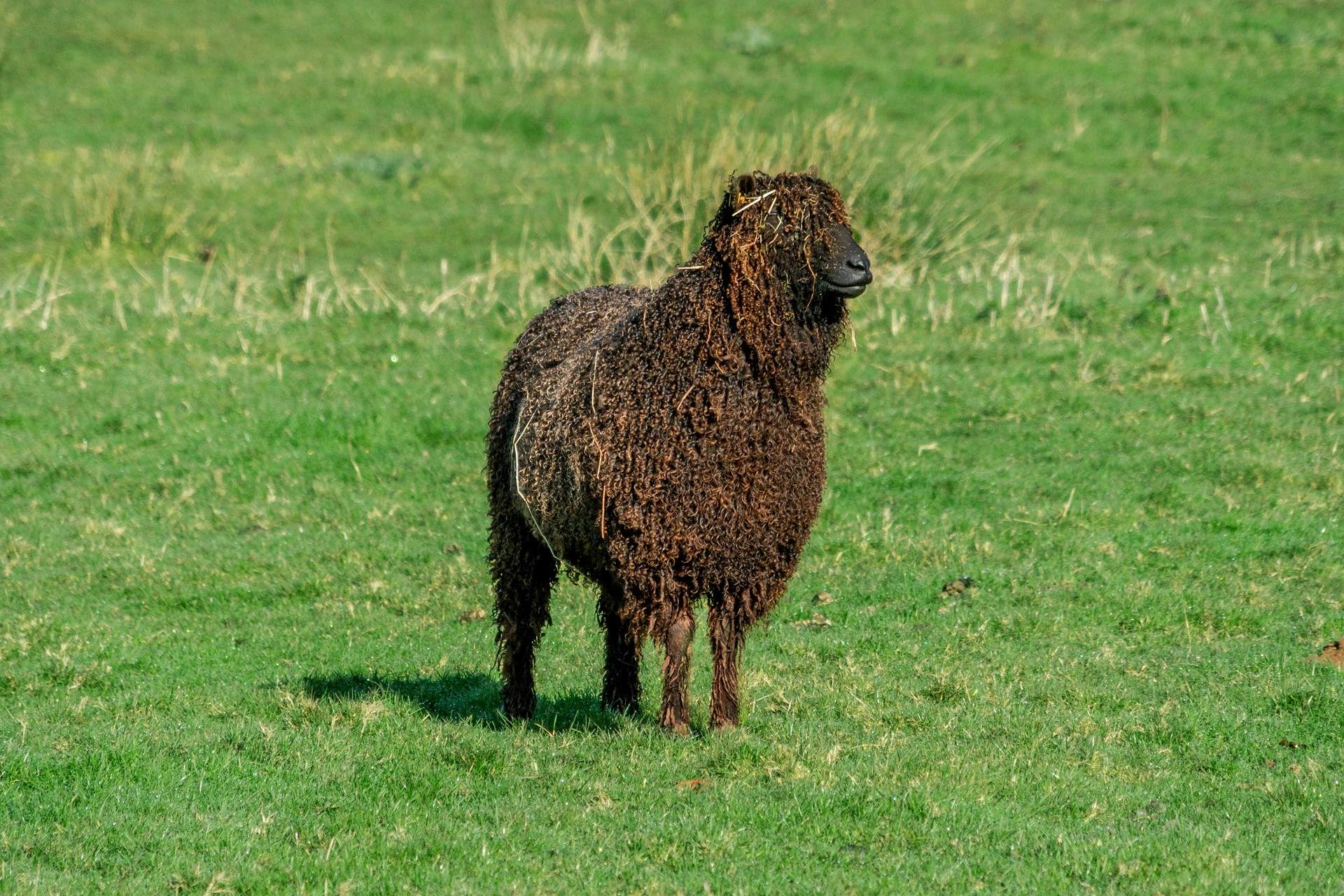 One of your friendly neighbours.