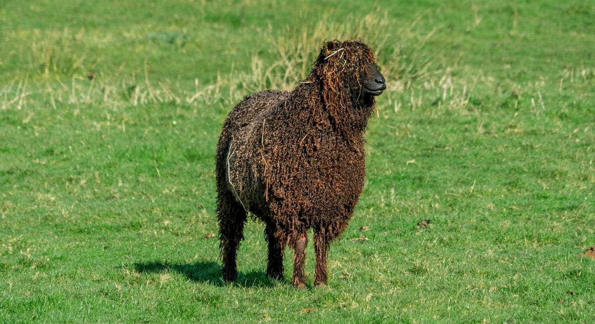 One of your friendly neighbours.