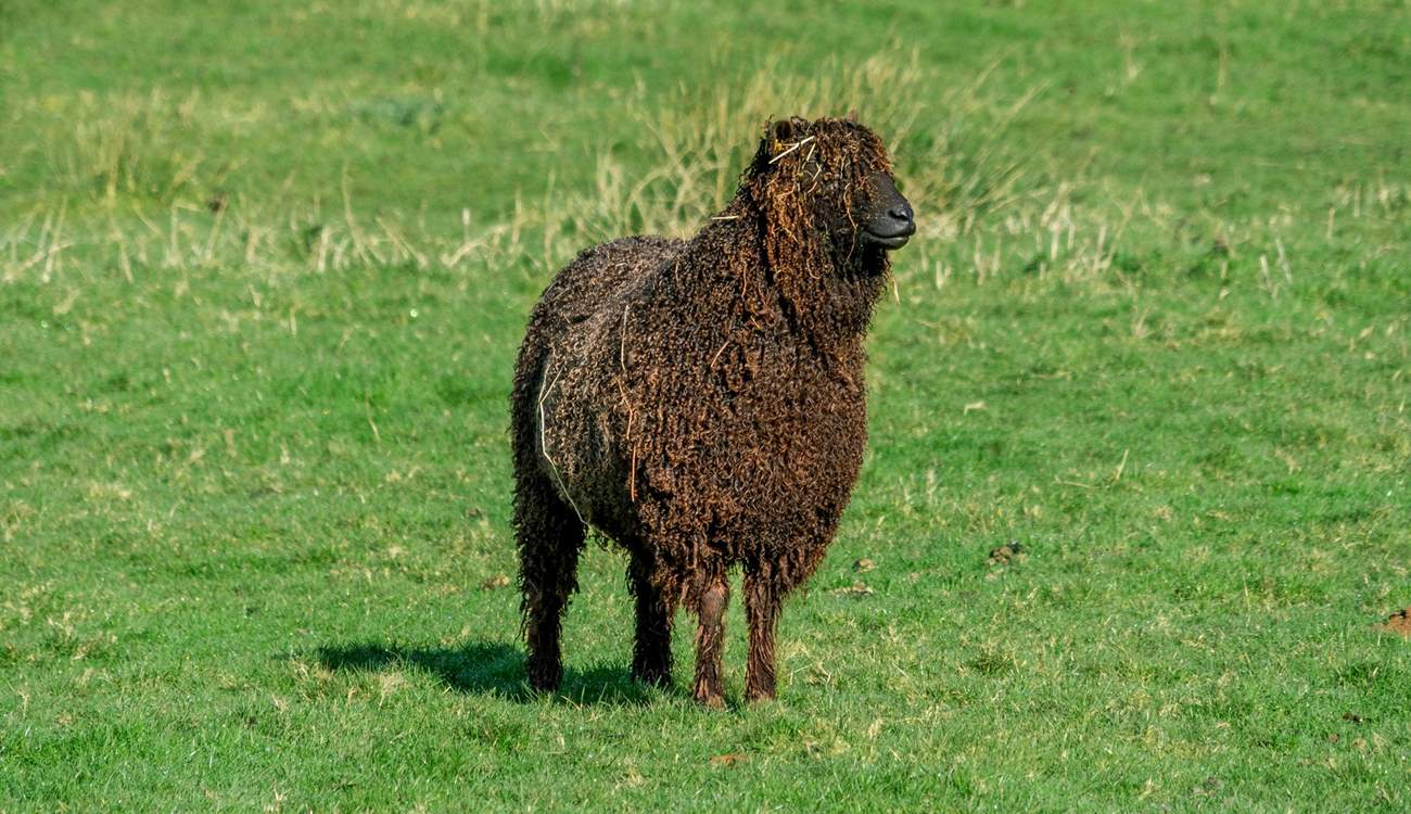 One of your friendly neighbours.