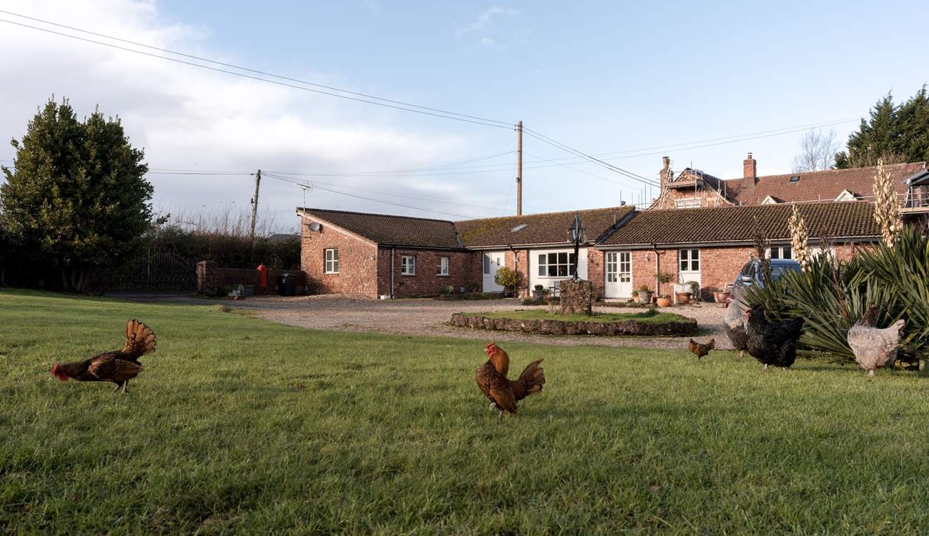 You may be lucky and get a visit from the friendly chickens!