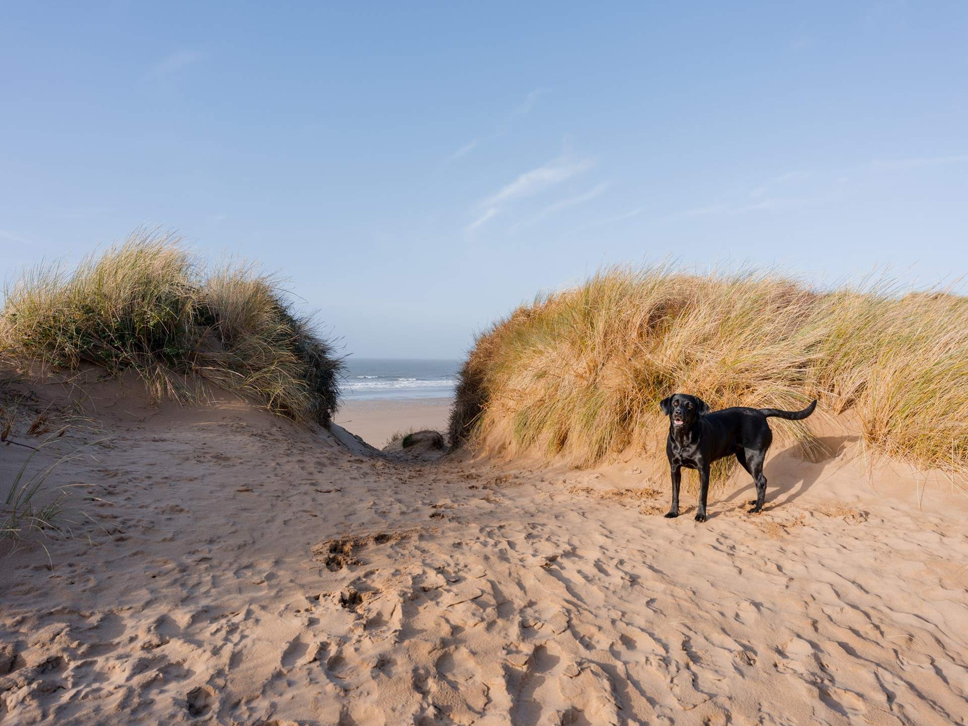 There are plenty of dog-friendly beaches to discover.