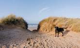 There are plenty of dog-friendly beaches to discover. - Thumbnail Image