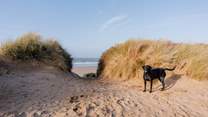 There are plenty of dog-friendly beaches to discover.