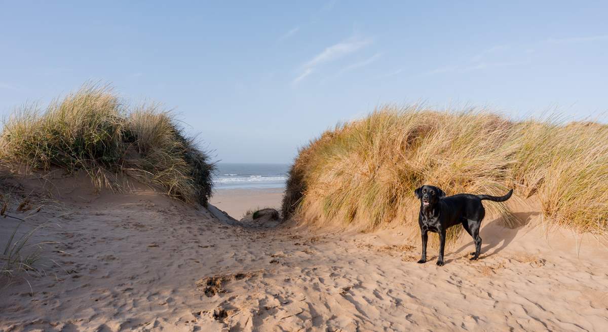 There are plenty of dog-friendly beaches to discover.