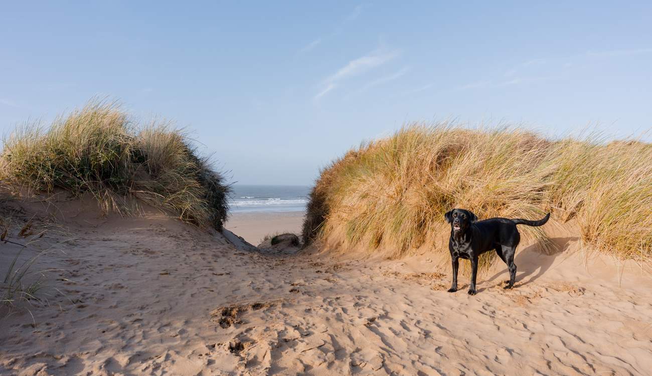 There are plenty of dog-friendly beaches to discover.