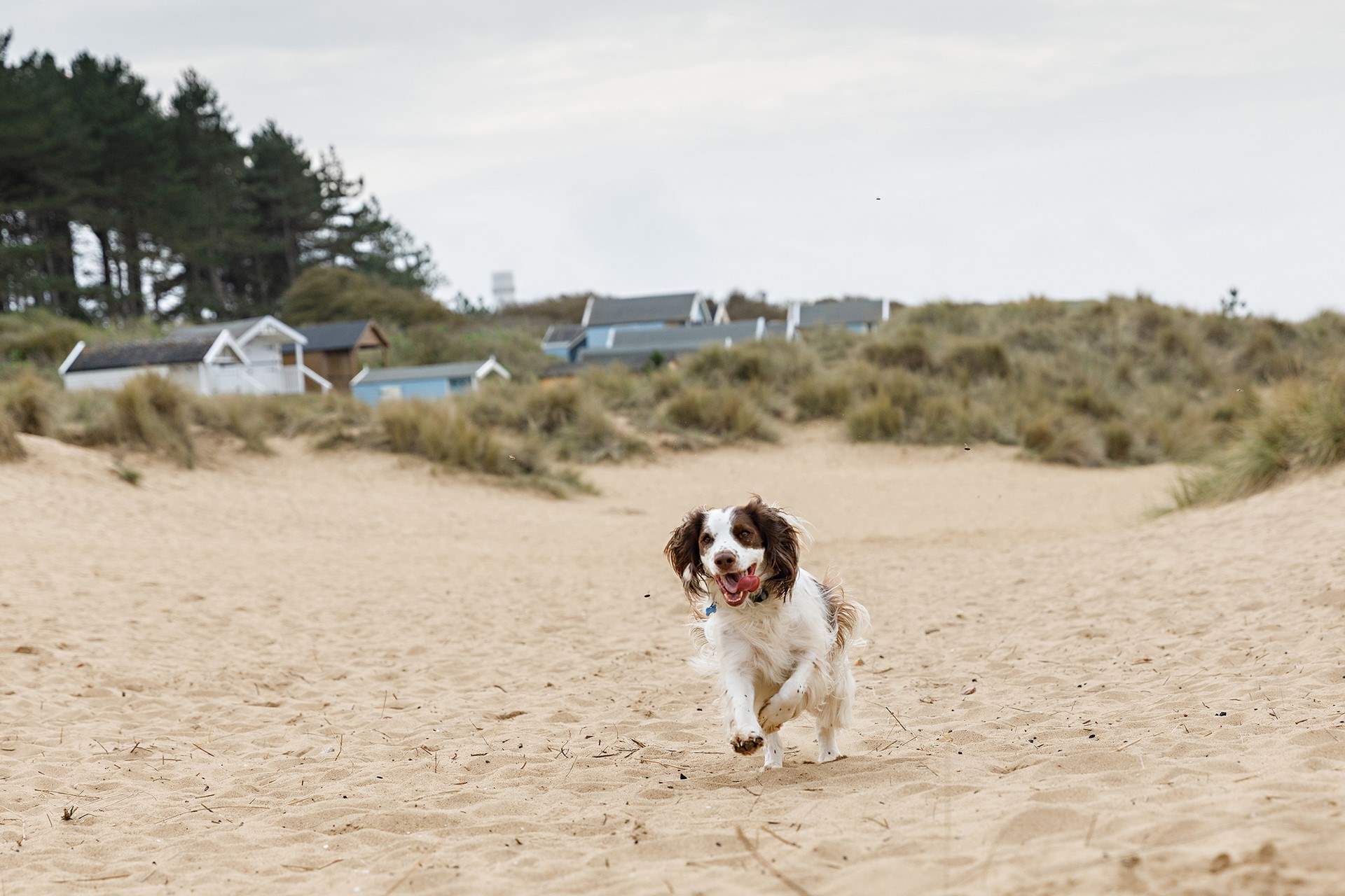 You are just yards from Old Hunstanton beach, popular with four-legged friends who love to explore the soft sands and dunes.