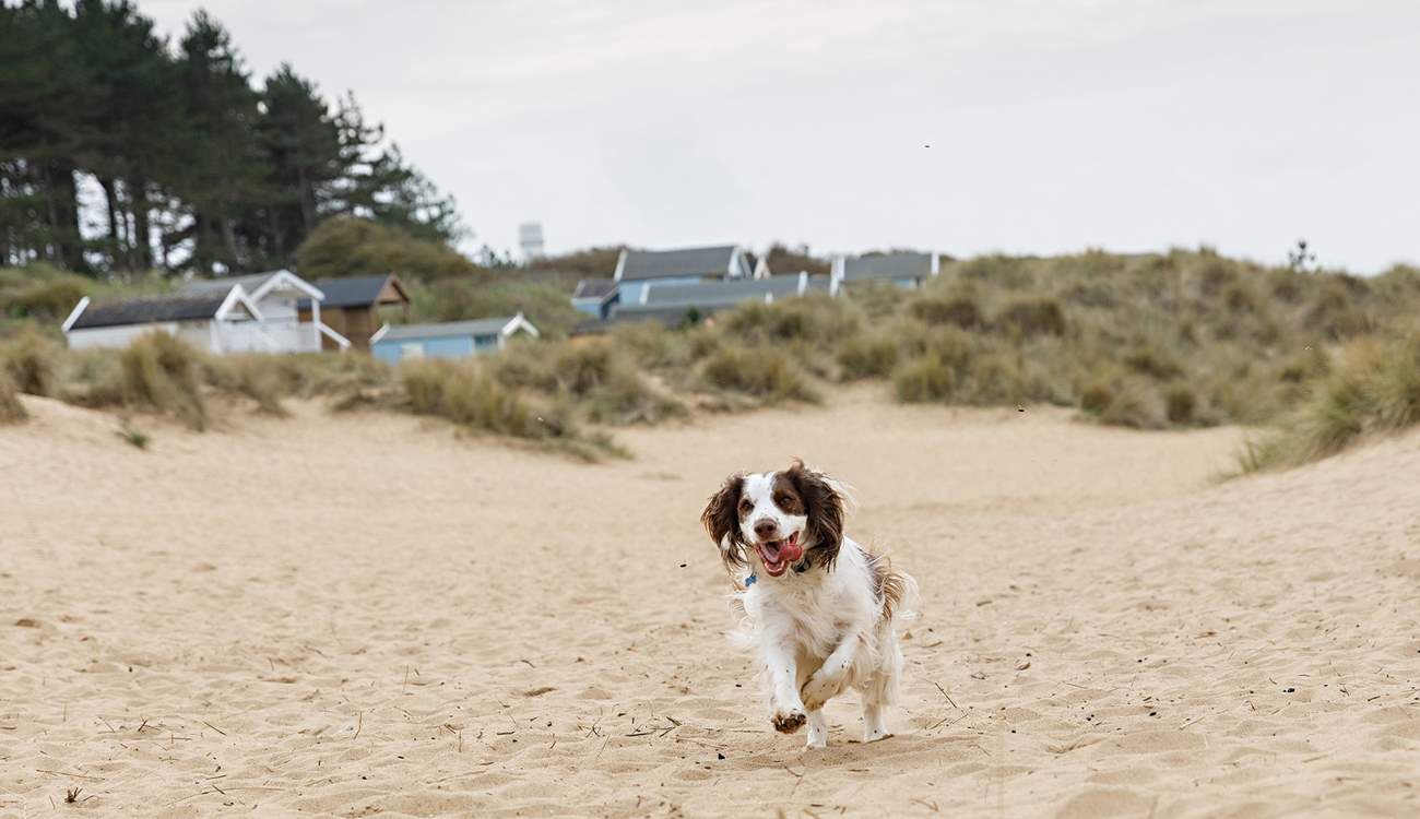 You are just yards from Old Hunstanton beach, popular with four-legged friends who love to explore the soft sands and dunes.