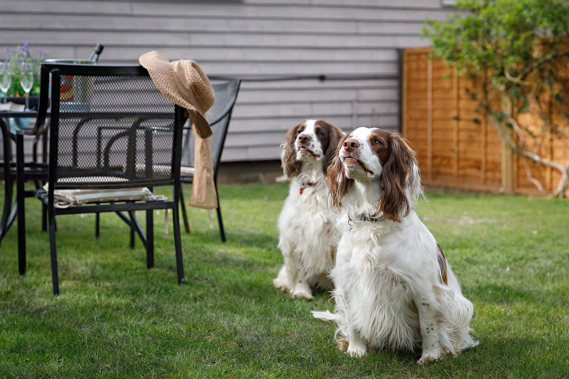 The dog-friendly garden is secure for your springiest four-legged friends.