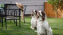 The dog-friendly garden is secure for your springiest four-legged friends.