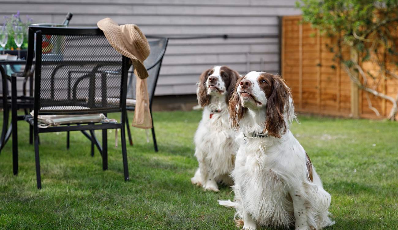 The dog-friendly garden is secure for your springiest four-legged friends.