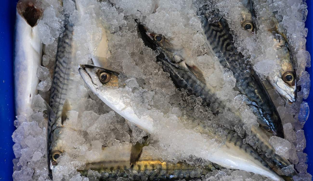 Buy the catch of the day.