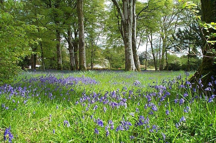 Take a stroll through the bluebell-filled woodland on the estate. 