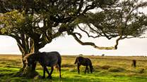 If you want to really enjoy all the delights of Devon, Dartmoor is only a car journey away (approximately 40 minutes). Most certainly worth the effort.